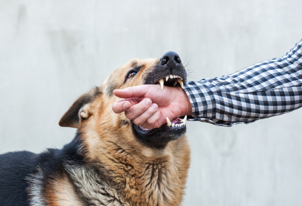 How to File a Dog Bite Report in Fort Lauderdale