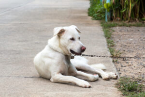 Can I Sue Someone for a Dog Bite in Florida?